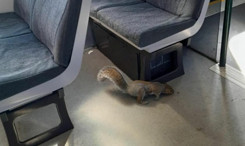 One of the offending squirrels. Pic: Great Western Railway