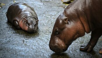 Moo Deng: Darum können wir den Tierbabys nicht widerstehen