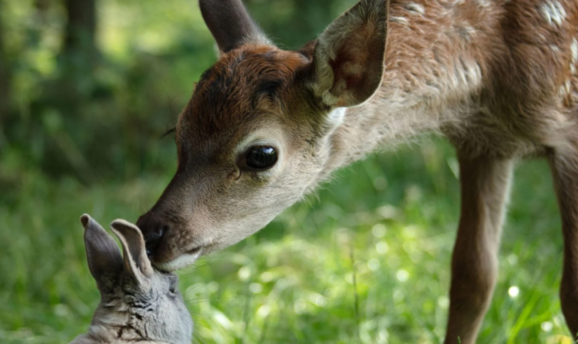 « Bambi, l’histoire d’une vie dans les bois » critiqué par une asso de défense des animaux, son producteur se défend