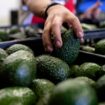 US to hand over pest inspections of Mexican avocados to Mexico and California growers aren't happy