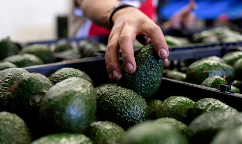 US to hand over pest inspections of Mexican avocados to Mexico and California growers aren't happy