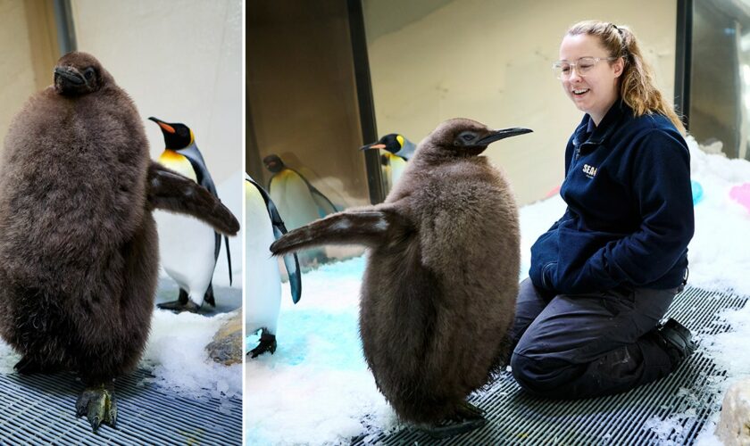 Meet Pesto, the 49-pound baby penguin going viral online