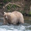 Alaska’s Fat Bear Week is back as chunkiest of chunks get ready for winter