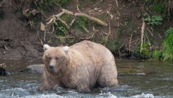 Alaska’s Fat Bear Week is back as chunkiest of chunks get ready for winter