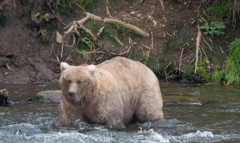 Alaska’s Fat Bear Week is back as chunkiest of chunks get ready for winter