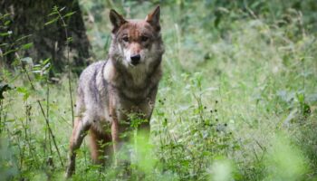 EU-Länder wollen Schutz von Wölfen abschwächen