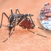 New York resident dies from mosquito-borne disease as experts warn of widening risk