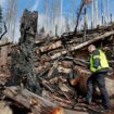 Waldbrand am Brocken: Rund 17 Hektar Wald im Nationalpark Harz durch Feuer vernichtet