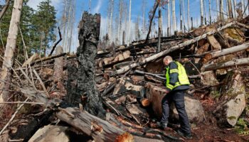 Waldbrand am Brocken: Rund 17 Hektar Wald im Nationalpark Harz durch Feuer vernichtet