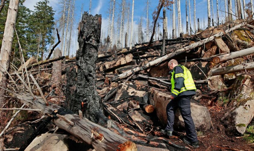 Waldbrand am Brocken: Rund 17 Hektar Wald im Nationalpark Harz durch Feuer vernichtet