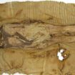 World's oldest cheese found on Chinese mummy