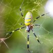 Giant Joro ‘flying’ spider continues march northward with Massachusetts sighting