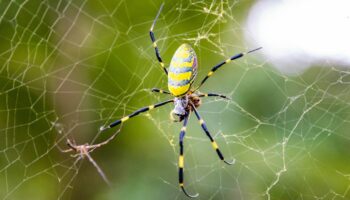 Giant Joro ‘flying’ spider continues march northward with Massachusetts sighting