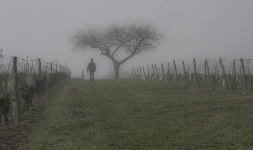 Intempéries : dans la Loire, «une belle année bien pourrie» pour la vigne