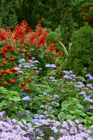 Les jardiniers recommandent de planter ces fleurs dès maintenant pour un jardin coloré tout l'automne