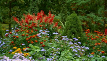 Les jardiniers recommandent de planter ces fleurs dès maintenant pour un jardin coloré tout l'automne