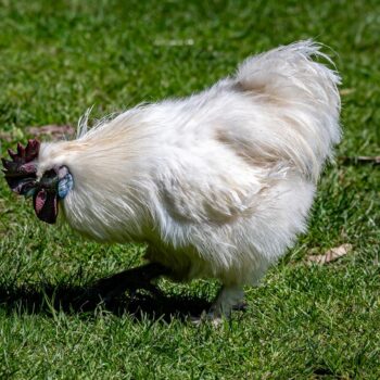 Tourist pleads guilty after throwing chicken named Betty White into an alligator pond