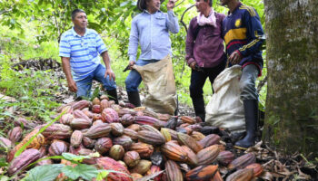 Cacao et vanille : la Colombie pousse ses paysans à abandonner la coca, en crise