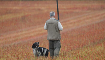 Loire : un chasseur tué d’une balle dans la tête lors d’une battue aux sangliers