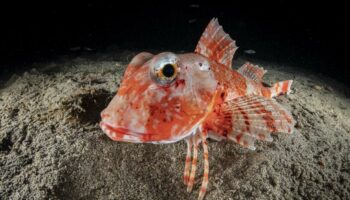 Le “Triglidae”, l’étonnant poisson à pattes devenu la star des biologistes