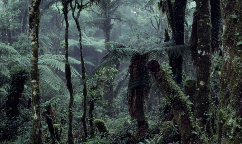 «Wallace», entre faune et chimères menaçantes de la forêt amazonienne