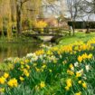 Daffodils to plant for a dazzling spring display