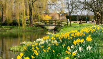 Daffodils to plant for a dazzling spring display