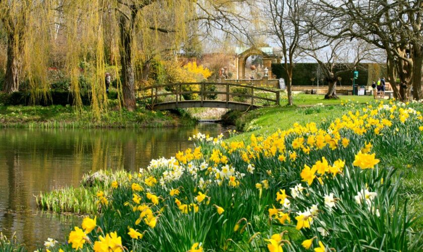 Daffodils to plant for a dazzling spring display