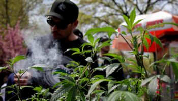 Un plant de cannabis est exhibé lors d'une célébration au Washington Square Park à New York City le 20 avril 2024