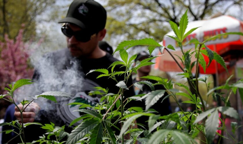 Un plant de cannabis est exhibé lors d'une célébration au Washington Square Park à New York City le 20 avril 2024