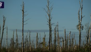 Biodiversität: Jede dritte Art in Deutschland gefährdet