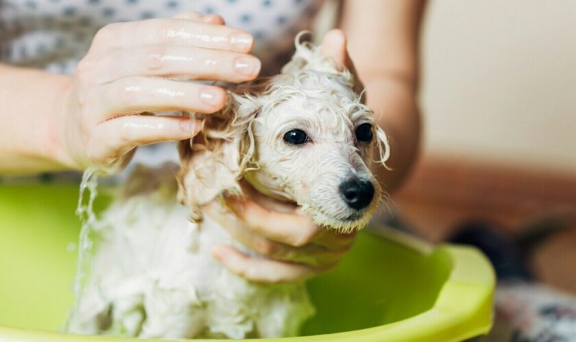 À quelle fréquence faut-il laver son chien (ou son chat)?