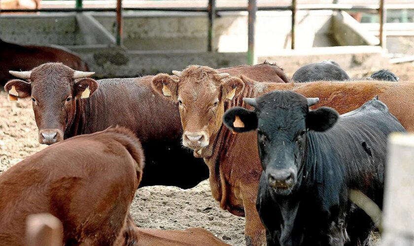 Agricultura confirma cinco focos más de lengua azul en Extremadura