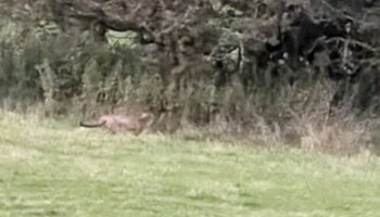 Big cats roaming UK 'feasible' says expert as beast with 'muscular shoulders' spotted