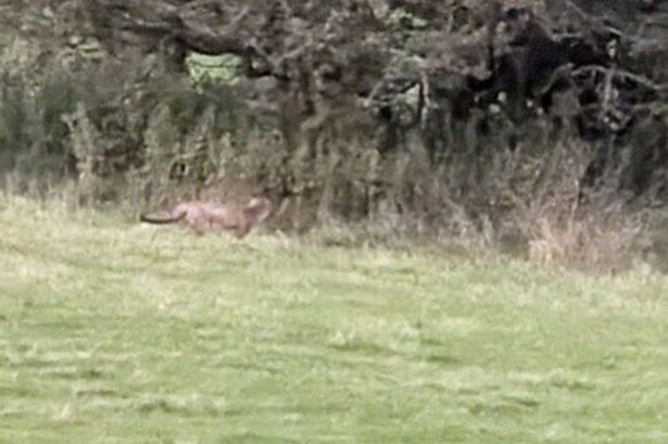 Big cats roaming UK 'feasible' says expert as beast with 'muscular shoulders' spotted