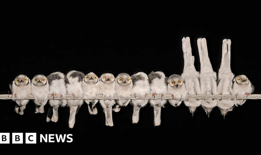 Bird on a wire and other winning photos