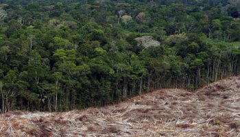 Brasil solicita a la UE frenar la normativa que pretende evitar la deforestación importada