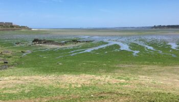 Bretagne : pas de prolifération des algues vertes cet été, grâce à la météo hivernale