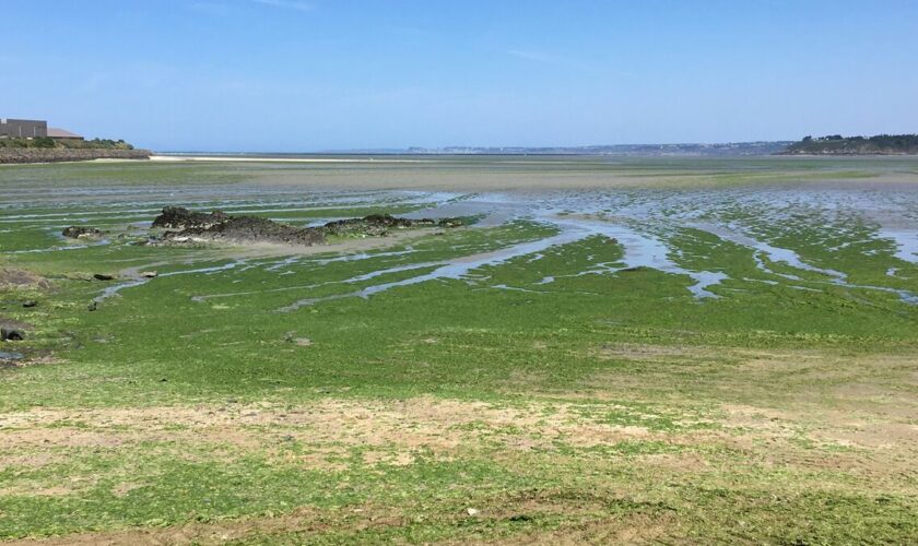 Bretagne : pas de prolifération des algues vertes cet été, grâce à la météo hivernale