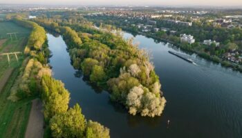 « Carnage » ou chantier nécessaire ? Le projet de sanctuaire de biodiversité sur l’île d’Herblay fait débat