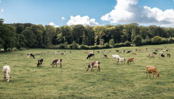 « C’est une révolution » : bientôt des vaches allégées en méthane grâce à la recherche française