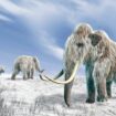 Common allergy 'may be reason all woolly mammoths went extinct' 4,000 years ago