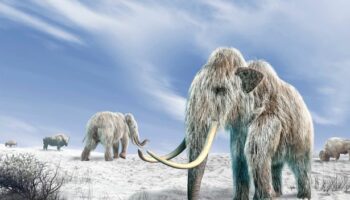 Common allergy 'may be reason all woolly mammoths went extinct' 4,000 years ago