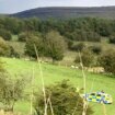 Cumbria shooting: Boy, 8, fatally shot in head 'was hunting for rabbits' on farm