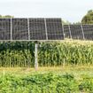 Dans les Landes, un immense projet d’énergie solaire au milieu des champs