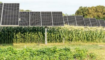 Dans les Landes, un immense projet d’énergie solaire au milieu des champs