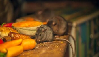 Deter rats and mice with natural 29p household item - as they 'can't stand sharp scent'