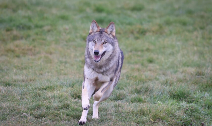 Doubs : un deuxième loup « en situation d’attaque » sur un troupeau a été abattu