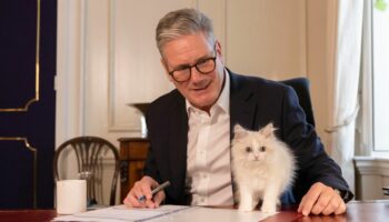 Downing Street: Englands bekannteste Katze: "Chief Mouser" Larry bekommt niedliche Konkurrenz