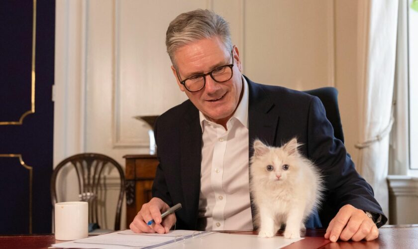 Downing Street: Englands bekannteste Katze: "Chief Mouser" Larry bekommt niedliche Konkurrenz